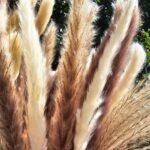 Pampas Pluimen, Bohemian, Beige, Boeket