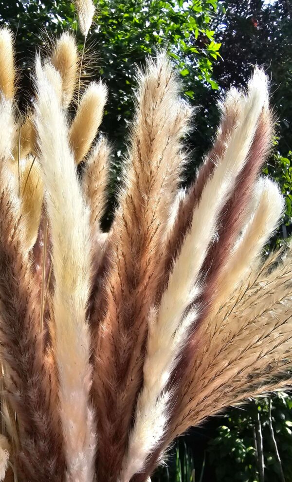 Pampas Pluimen, Bohemian, Beige, Boeket