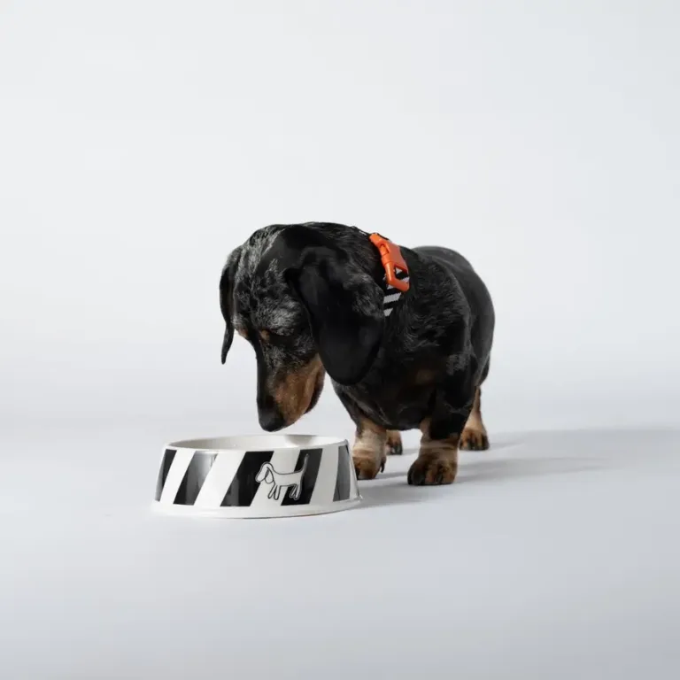 360e53eea6a5d04eb37f6872293c88d84db018c46ca63458ae45972a4750bc7e (1)